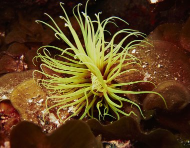 parlak sarı silindir anemon - la palma - İspanya