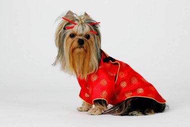 Riga, Letonya 13 Ocak 2007: Yorkshire Teriyeri bir stüdyoda poz verdi. Beyaz arka planda izole edilmiş. Dişi Yorkshire Terrier köpeği oturur