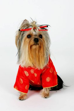 Riga, Letonya 13 Ocak 2007: Yorkshire Teriyeri bir stüdyoda poz verdi. Beyaz arka planda izole edilmiş. Dişi Yorkshire Terrier köpeği oturur