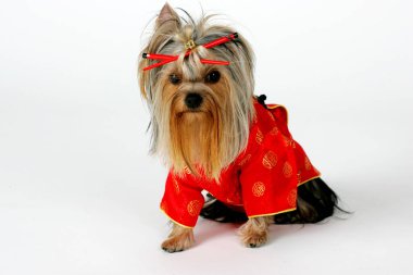 Riga, Letonya 13 Ocak 2007: Yorkshire Teriyeri bir stüdyoda poz verdi. Beyaz arka planda izole edilmiş. Dişi Yorkshire Terrier köpeği oturur