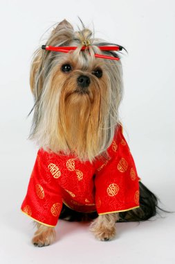 Riga, Letonya 13 Ocak 2007: Yorkshire Teriyeri bir stüdyoda poz verdi. Beyaz arka planda izole edilmiş. Dişi Yorkshire Terrier köpeği oturur