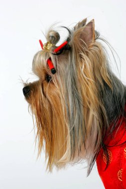 Riga, Letonya 13 Ocak 2007: Yorkshire Teriyeri bir stüdyoda poz verdi. Beyaz arka planda izole edilmiş. Dişi Yorkshire Terrier köpeği oturur