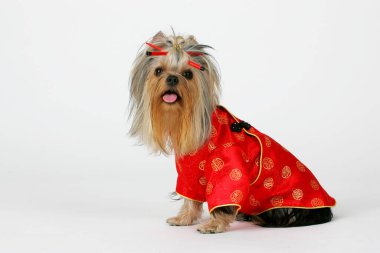 Riga, Letonya 13 Ocak 2007: Yorkshire Teriyeri bir stüdyoda poz verdi. Beyaz arka planda izole edilmiş. Dişi Yorkshire Terrier köpeği oturur