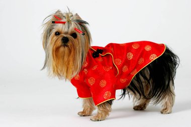 Riga, Letonya 13 Ocak 2007: Yorkshire Teriyeri bir stüdyoda poz verdi. Beyaz arka planda izole edilmiş. Dişi Yorkshire Terrier köpeği oturur