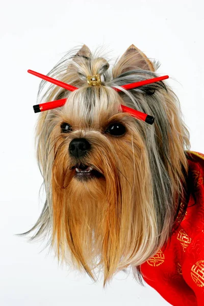 Riga, Letonya 13 Ocak 2007: Yorkshire Teriyeri bir stüdyoda poz verdi. Beyaz arka planda izole edilmiş. Dişi Yorkshire Terrier köpeği oturur