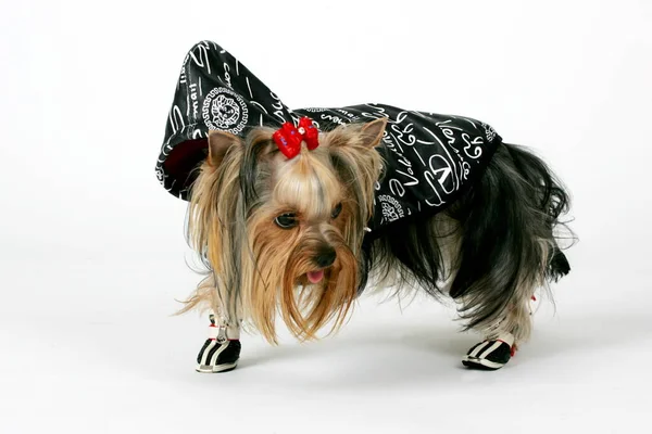 Riga Latvia January 2007 Dressed Yorkshire Terrier Posing Studio Isolated — Stock Photo, Image