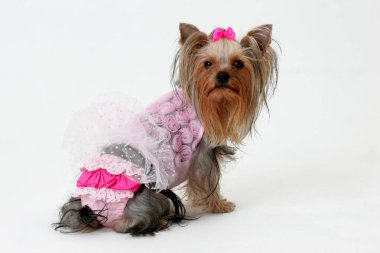 Stüdyoda poz veren Yorkshire Teriyeri gibi giyinmiş. Beyaz arka planda izole edilmiş. Beyaz arka planda yatan Yorkshire Teriyer Köpeğinin Portresi