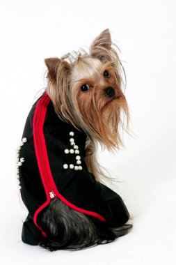 Stüdyoda poz veren Yorkshire Teriyeri gibi giyinmiş. Beyaz arka planda izole edilmiş. Beyaz arka planda yatan Yorkshire Teriyer Köpeğinin Portresi