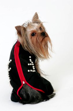 Stüdyoda poz veren Yorkshire Teriyeri gibi giyinmiş. Beyaz arka planda izole edilmiş. Beyaz arka planda yatan Yorkshire Teriyer Köpeğinin Portresi