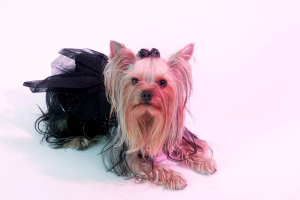 Gekleed Yorkshire Terrier Poseert Een Studio Geïsoleerd Witte Achtergrond Portret — Stockfoto