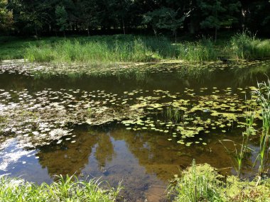Yaz boyunca River Platone, Letonya. Yazın fazla büyümüş küçük bir nehir.