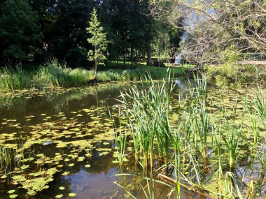 Yaz boyunca River Platone, Letonya. Yazın fazla büyümüş küçük bir nehir.