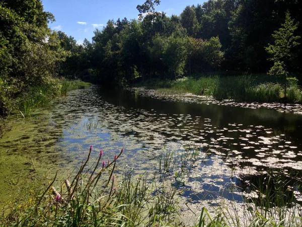 Yaz boyunca River Platone, Letonya. Yazın fazla büyümüş küçük bir nehir.