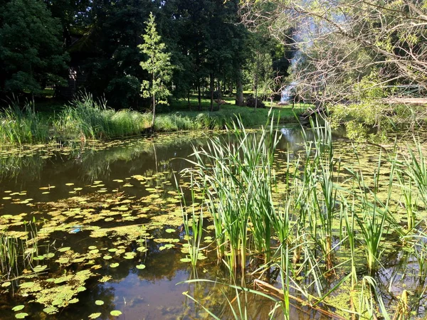 Yaz boyunca River Platone, Letonya. Yazın fazla büyümüş küçük bir nehir.