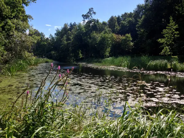 Yaz boyunca River Platone, Letonya. Yazın fazla büyümüş küçük bir nehir.
