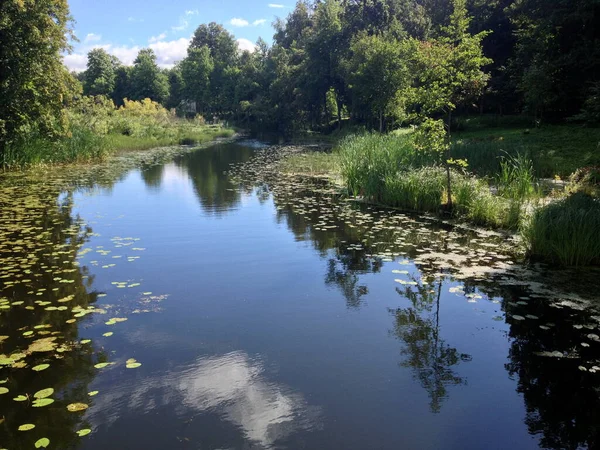 Yaz boyunca River Platone, Letonya. Yazın fazla büyümüş küçük bir nehir.