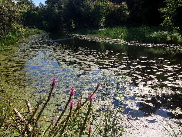 Yaz boyunca River Platone, Letonya. Yazın fazla büyümüş küçük bir nehir.