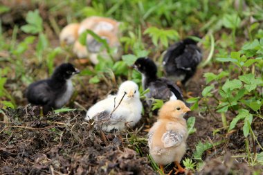 Yeşil çayırda küçük tavuklu siyah tavuk, kırsalda organik çiftlik.