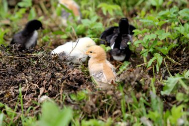Yeşil çayırda küçük tavuklu siyah tavuk, kırsalda organik çiftlik.