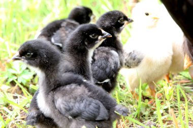 Yeşil çayırda küçük tavuklu siyah tavuk, kırsalda organik çiftlik.