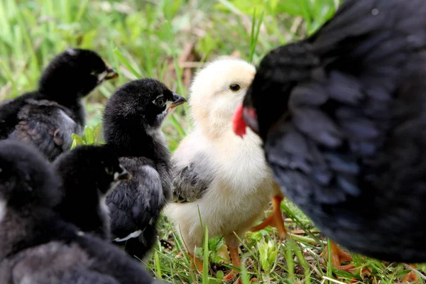 Frango Preto Com Galinhas Pequenas Prado Verde Fazenda Orgânica Campo — Fotografia de Stock