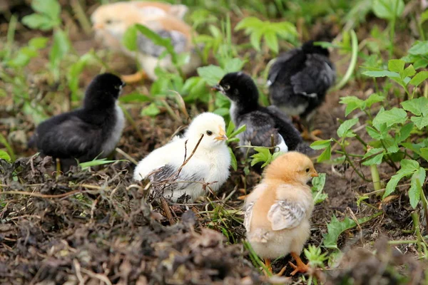 Black chicken with small chickens in a green meadow, organic farm in the countryside