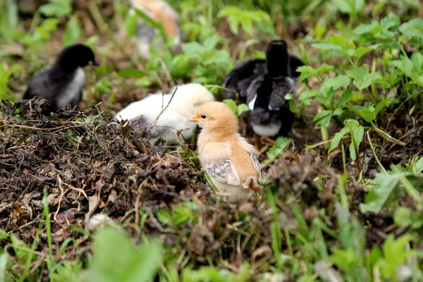 Black chicken with small chickens in a green meadow, organic farm in the countryside