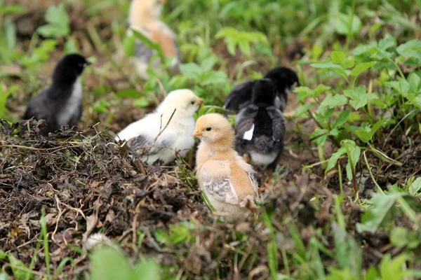 Frango Preto Com Galinhas Pequenas Prado Verde Fazenda Orgânica Campo — Fotografia de Stock