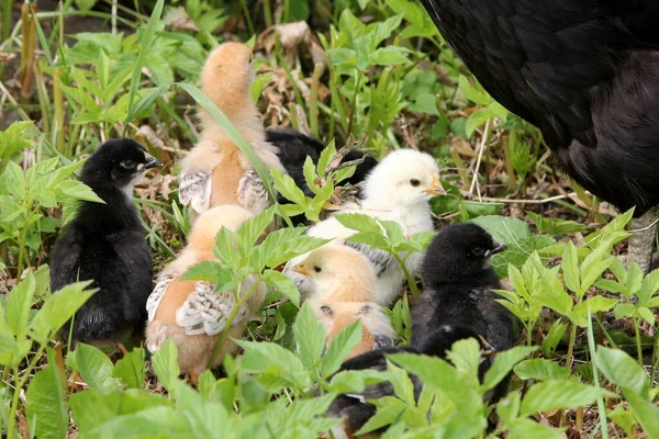 Black Chicken Small Chickens Green Meadow Organic Farm Countryside — Stock fotografie