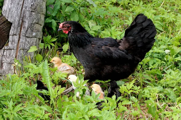 Black chicken with small chickens in a green meadow, organic farm in the countryside