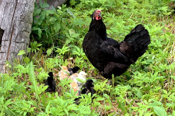 Frango Preto Com Galinhas Pequenas Prado Verde Fazenda Orgânica Campo — Fotografia de Stock