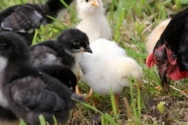 Frango Preto Com Galinhas Pequenas Prado Verde Fazenda Orgânica Campo — Fotografia de Stock