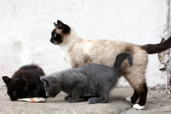 暹罗猫妈妈 带着小灰猫和黑猫在农场里与鱼玩耍 — 图库照片