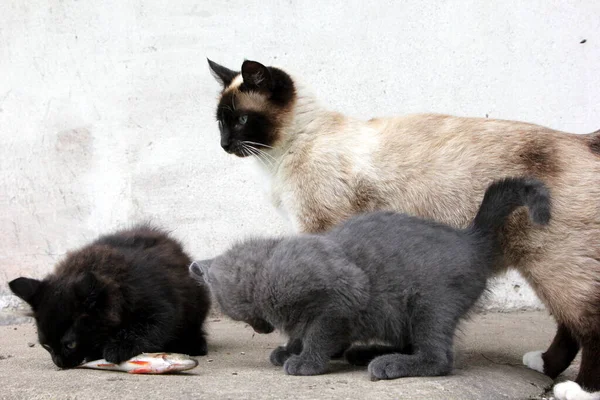 Siamees Kattenmoeder Met Weinig Grijs Kitten Zwart Kitten Spelen Met — Stockfoto