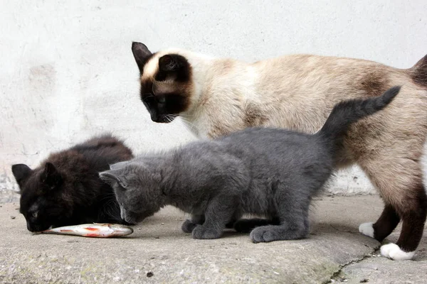 暹罗猫妈妈 带着小灰猫和黑猫在农场里与鱼玩耍 — 图库照片