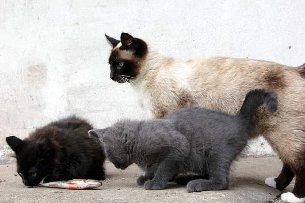 Siamees Kattenmoeder Met Weinig Grijs Kitten Zwart Kitten Spelen Met — Stockfoto