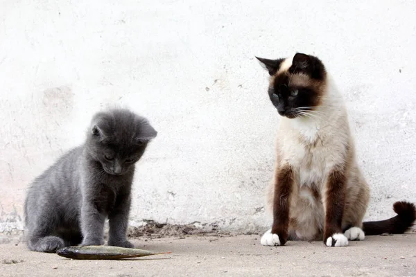 Siamees Kattenmoeder Met Weinig Grijs Kitten Zwart Kitten Spelen Met — Stockfoto