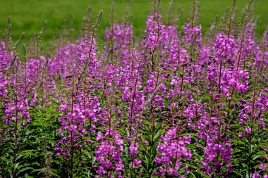 Çiçek açan söğüt çiçekleri, mavi gökyüzünde Ivan chaj çayı. Söğüt otlağı. Chamaenerion angustifolium çiçekleri. Sığ alan derinliği ile seçmeli odak