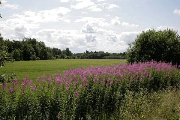 Çiçek açan söğüt çiçekleri, mavi gökyüzünde Ivan chaj çayı. Söğüt otlağı. Chamaenerion angustifolium çiçekleri. Sığ alan derinliği ile seçmeli odak