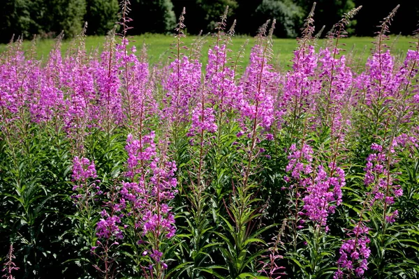 Blooming Willow herb flowers, Ivan chaj tea on blue sky. Willow herb meadow. Chamaenerion angustifolium flowers.Selective focus with shallow depth of field