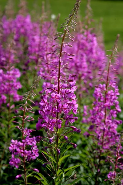 Blooming Willow herb flowers, Ivan chaj tea on blue sky. Willow herb meadow. Chamaenerion angustifolium flowers.Selective focus with shallow depth of field