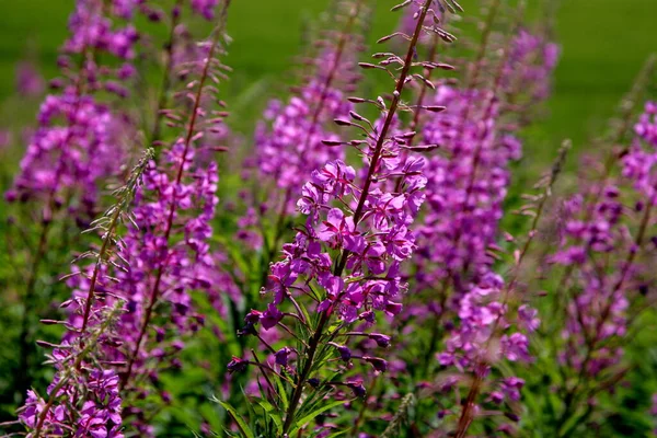Blooming Willow herb flowers, Ivan chaj tea on blue sky. Willow herb meadow. Chamaenerion angustifolium flowers.Selective focus with shallow depth of field