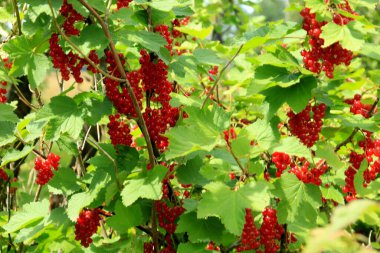 Böğürtlenli frenk üzümü. Yeşil yapraklı bir bahçede olgun kırmızı frenk üzümü dalı.