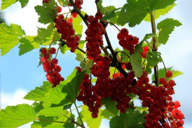 Böğürtlenli frenk üzümü. Yeşil yapraklı bir bahçede olgun kırmızı frenk üzümü dalı.