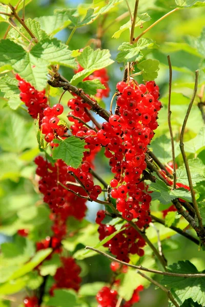 Rote Johannisbeere Strauch Mit Beeren Zweig Der Reifen Roten Johannisbeere — Stockfoto