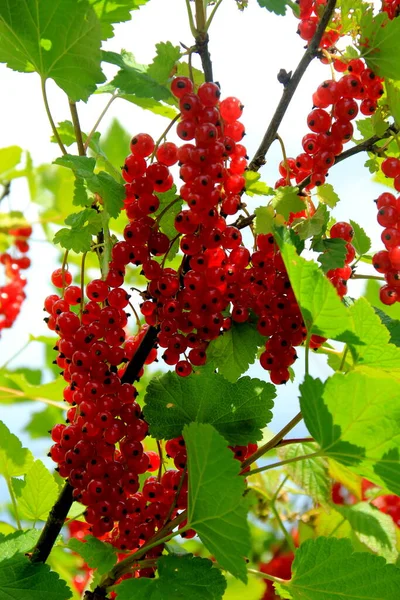 Arbusto Passa Corinto Vermelho Com Bagas Ramo Passa Corinto Vermelha — Fotografia de Stock