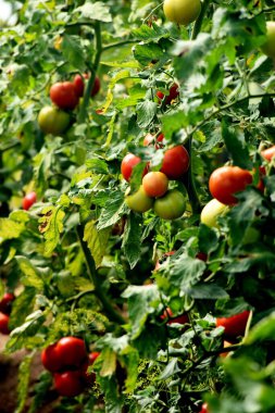 Beautiful red ripe tomatoes grown in a farm greenhouse. Ripe red organic tomato in greenhouse. Beautiful heirloom tomatoes