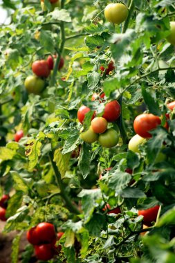 Beautiful red ripe tomatoes grown in a farm greenhouse. Ripe red organic tomato in greenhouse. Beautiful heirloom tomatoes