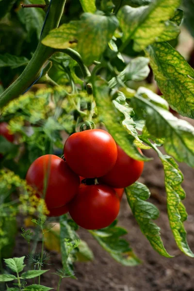 Beautiful Red Ripe Tomatoes Grown Farm Greenhouse Ripe Red Organic — Fotografia de Stock