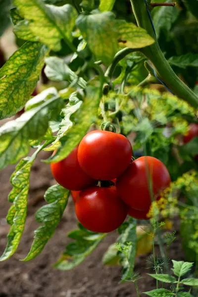 Beautiful Red Ripe Tomatoes Grown Farm Greenhouse Ripe Red Organic — Stockfoto